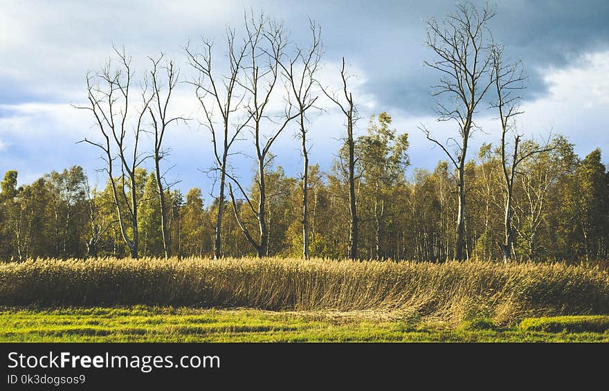 Ecosystem, Grassland, Tree, Sky