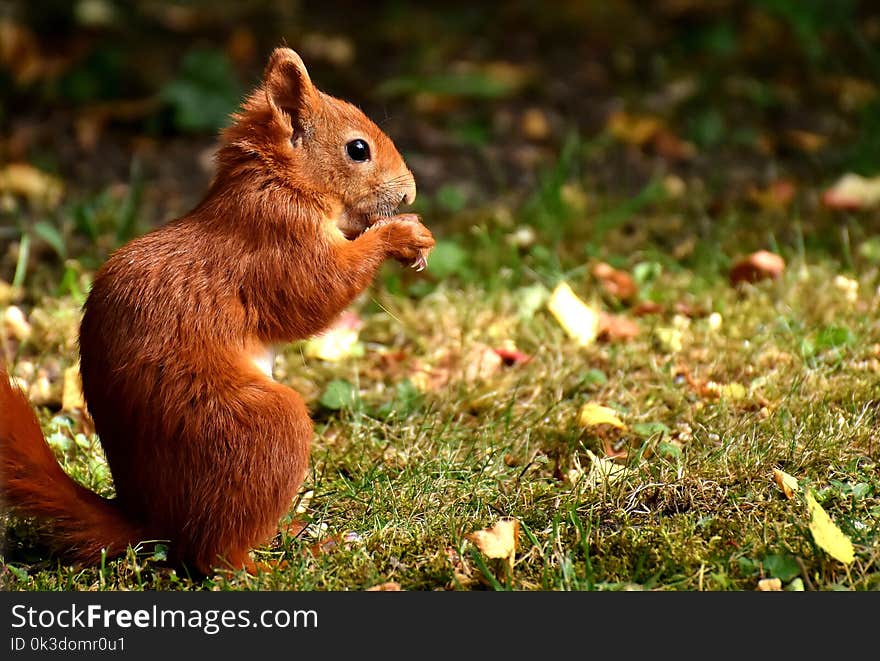 Squirrel, Fauna, Mammal, Wildlife