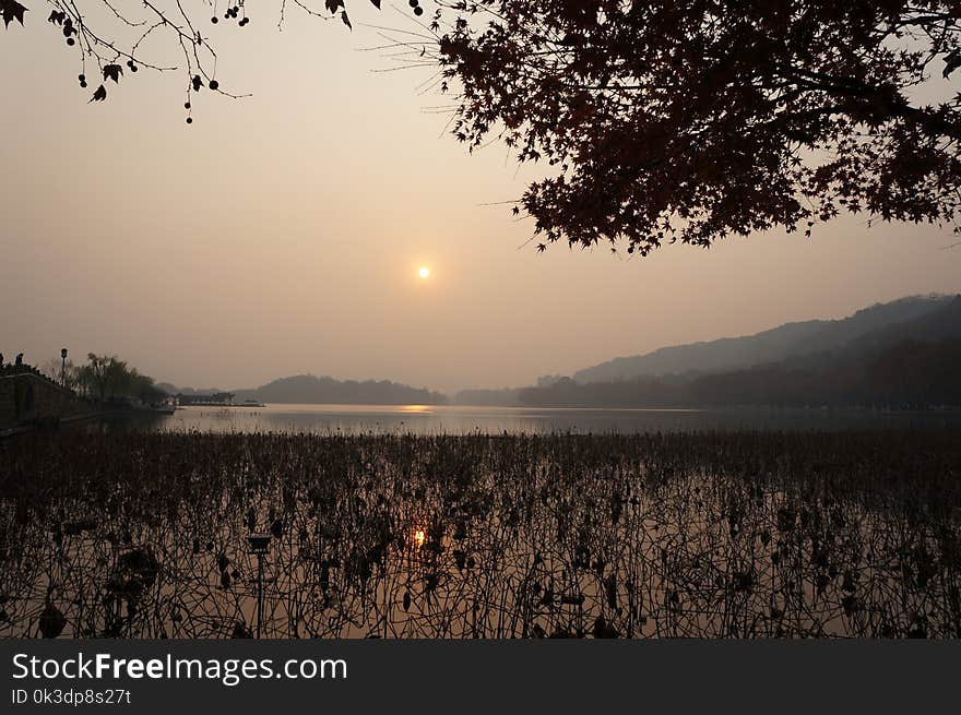 Sky, Sunrise, Tree, Morning