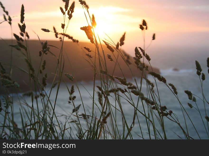 Sky, Phragmites, Morning, Sunrise