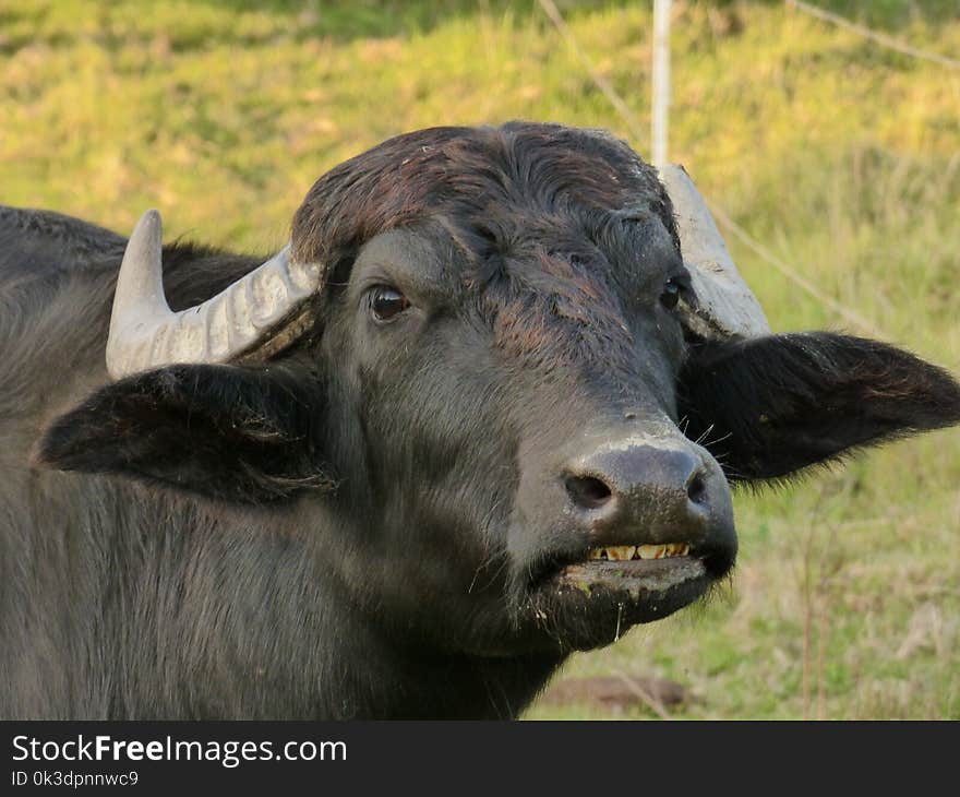 Water Buffalo, Horn, Cattle Like Mammal, Fauna