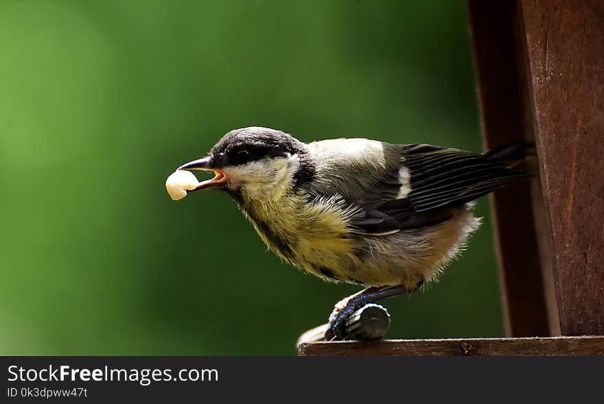 Bird, Beak, Fauna, Wildlife