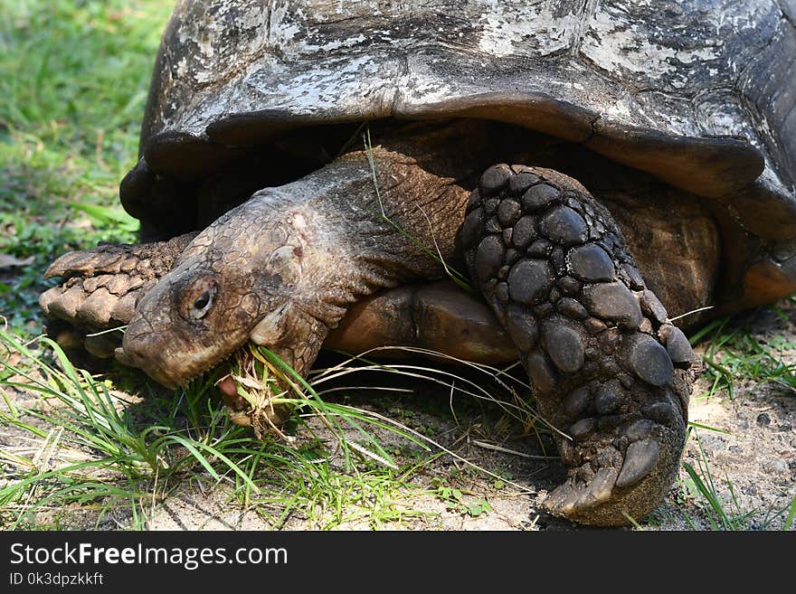 Turtle, Tortoise, Reptile, Terrestrial Animal