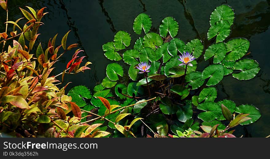 Plant, Vegetation, Flora, Flower