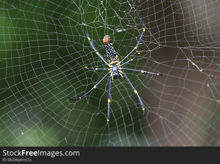 Spider, Arachnid, Spider Web, Invertebrate