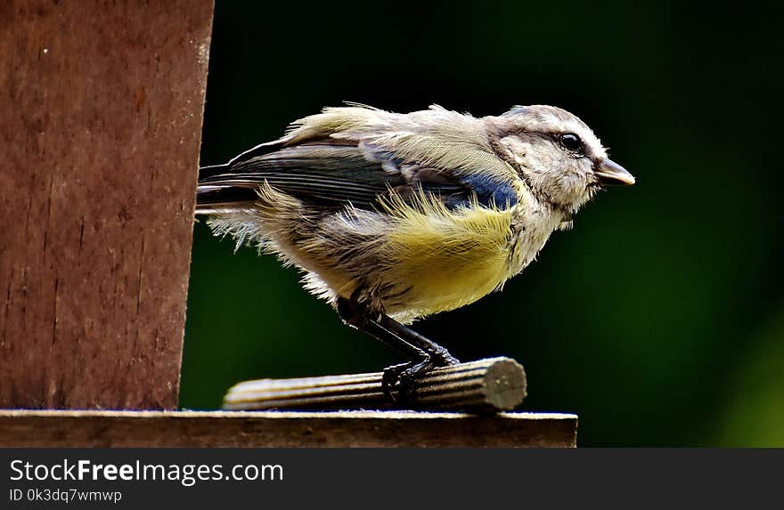 Bird, Fauna, Beak, Feather