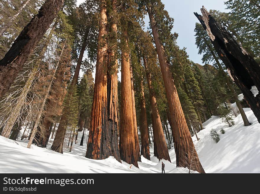 Tree, Snow, Winter, Woody Plant