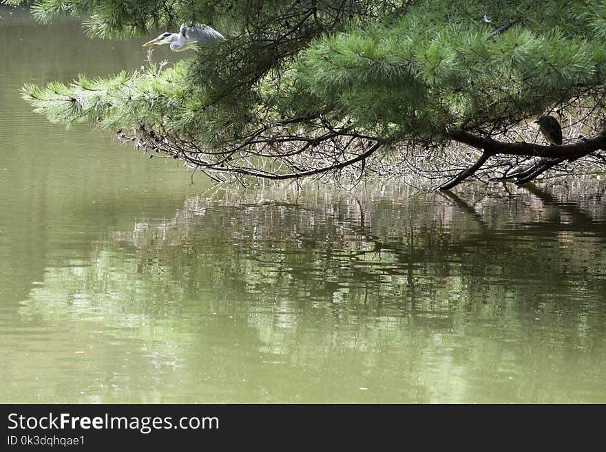 Reflection, Water, Tree, Nature