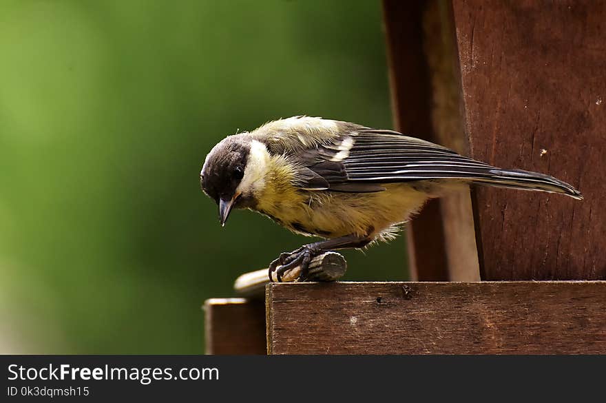 Bird, Fauna, Beak, Wildlife