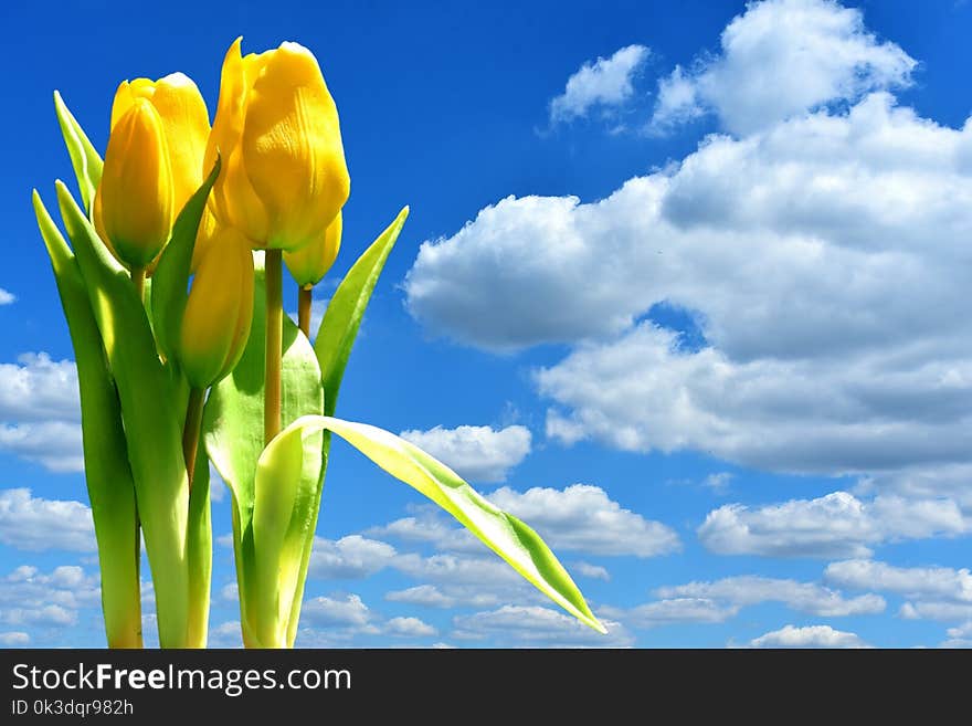 Sky, Flower, Yellow, Field