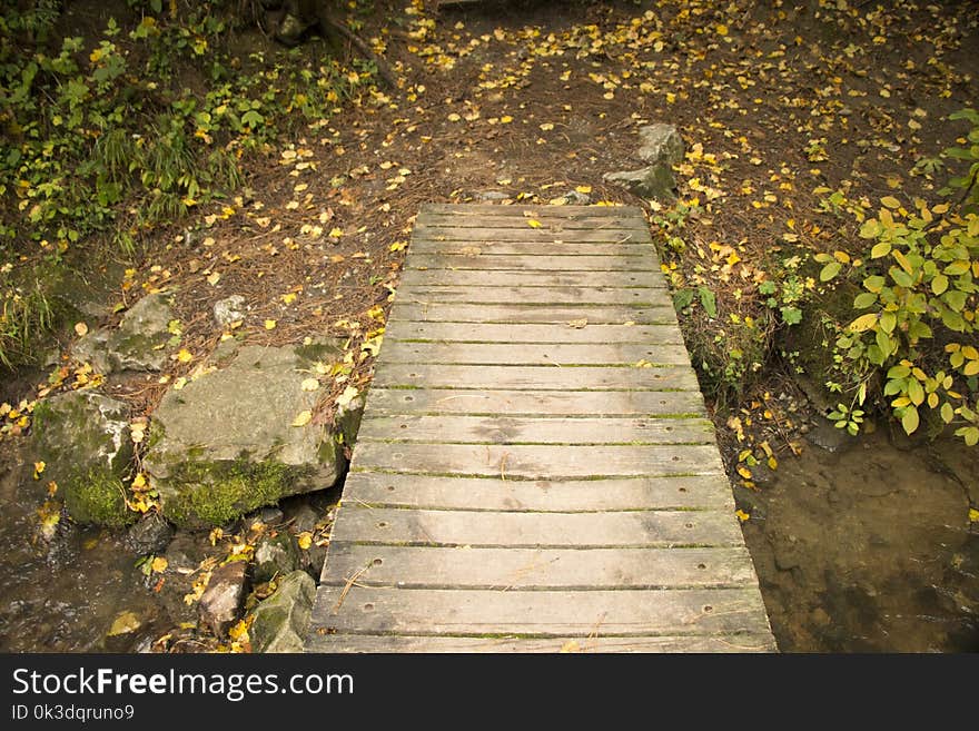 Nature, Path, Leaf, Walkway