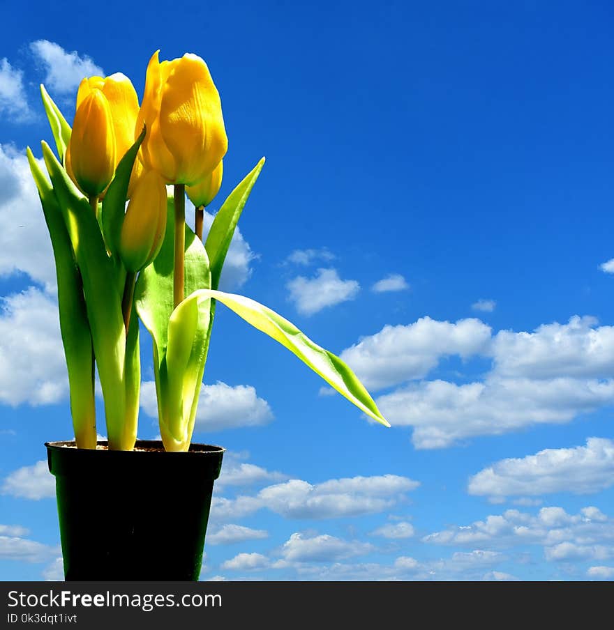 Sky, Blue, Flower, Yellow