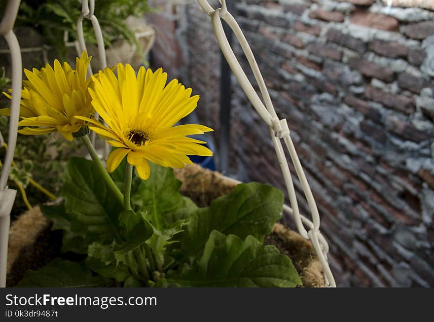 Flower, Plant, Yellow, Flora