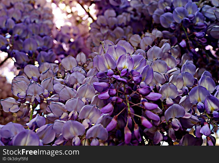 Flower, Purple, Plant, Flora