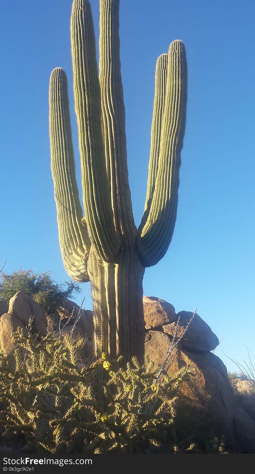 Saguaro