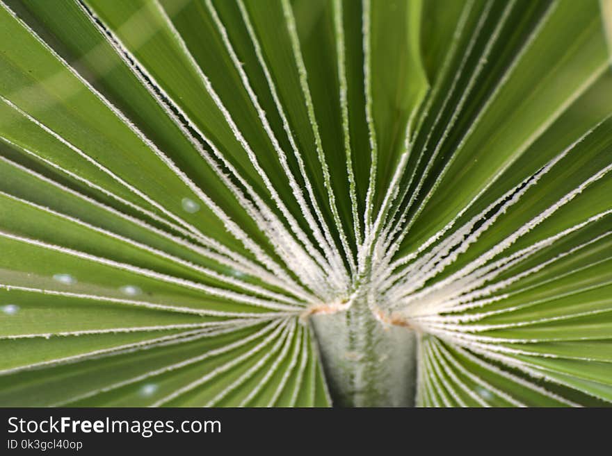 Green leaves of a palm tree spiral with a white middle in the center. Close-up of fragments.