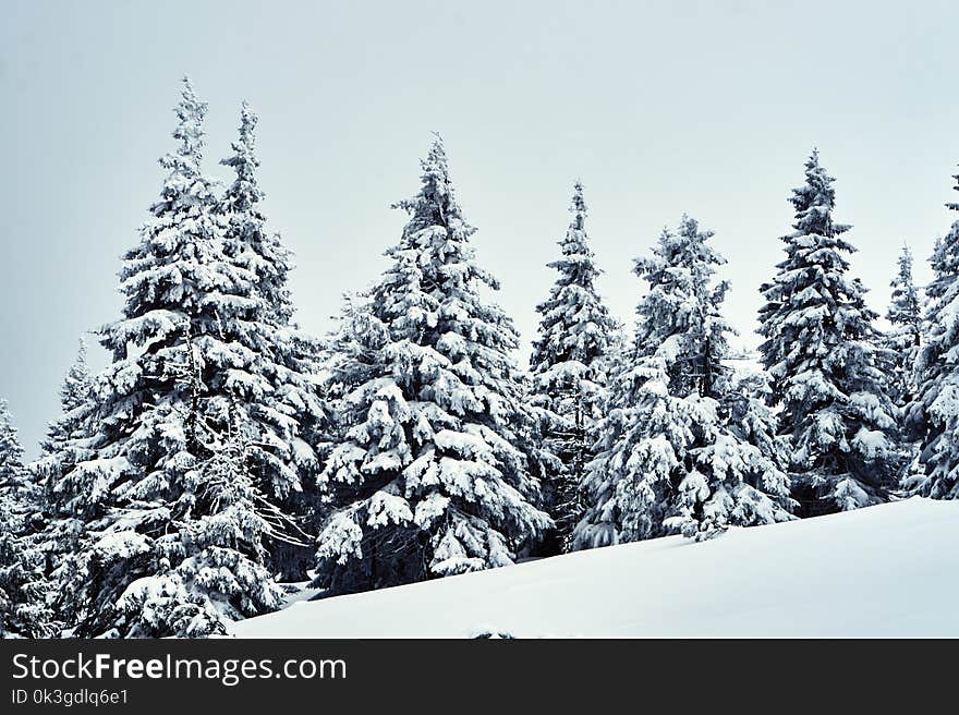 Snow-covered spruce trees during winter