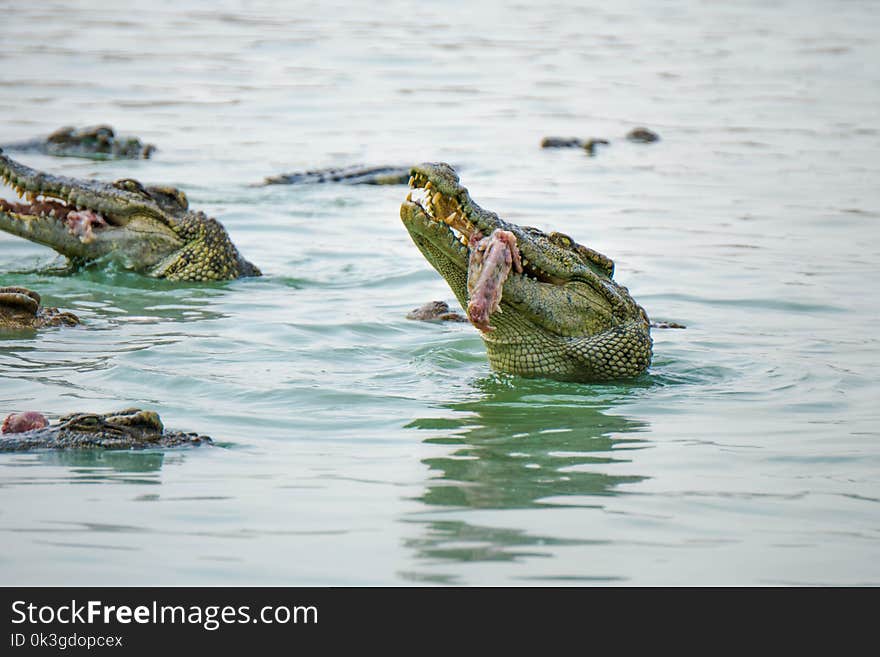 Crocodile in the farm is eating fresh food.