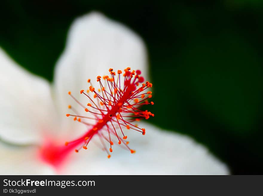 Hibiscus waimeae in Japanese Garden.