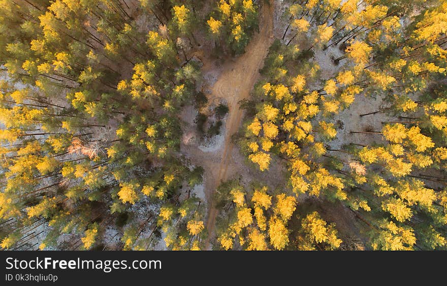 Forest in sunlight aerial view. Path in forest from above.