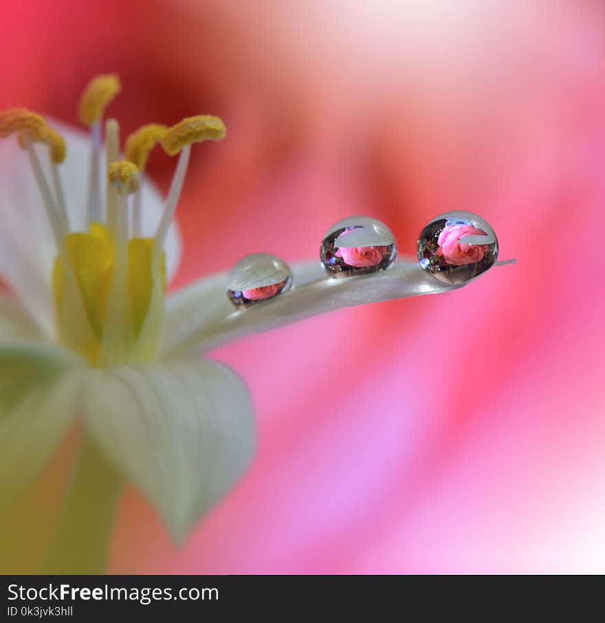 Beautiful macro shot of magic flowers. Border art design. Magic light.Extreme close up macro photography.Conceptual abstract image