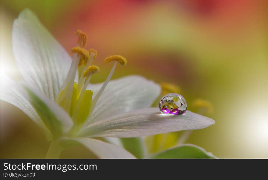 Abstract macro photo with Flower and water drops. Artistic Motion Background for desktop. Flowers made with pastel tones. Tranquil abstract closeup art photography. Print for Wallpaper. Floral fantasy design. Modern Art. Purple Colors. Abstract macro photo with Flower and water drops. Artistic Motion Background for desktop. Flowers made with pastel tones. Tranquil abstract closeup art photography. Print for Wallpaper. Floral fantasy design. Modern Art. Purple Colors.