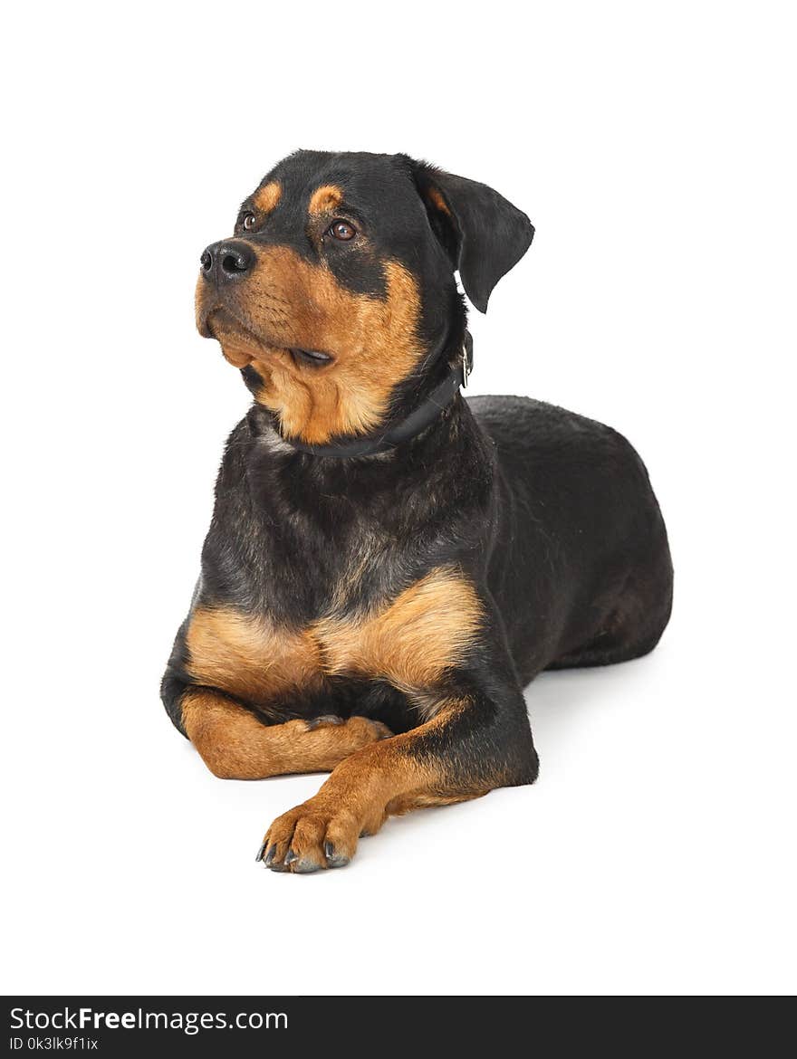 Large Rottweiler Dog Sitting On White