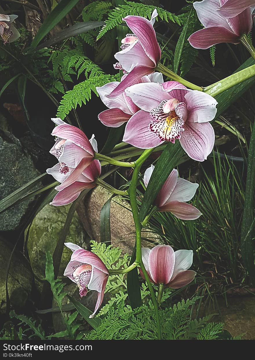 Orchidaceae, Pink Orchids, Greenhouse, Tropical Garden, Selective focus