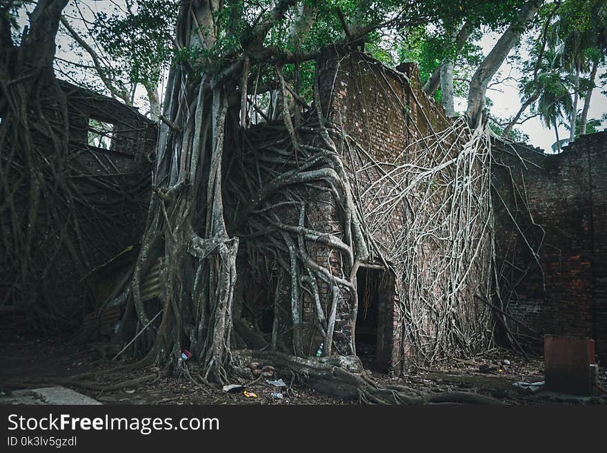 The ruins of the building in the roots of the trees on the Ross Island. Nature destroys the traces of human civilization. Tree horses absorb abandoned houses in the deep jungle