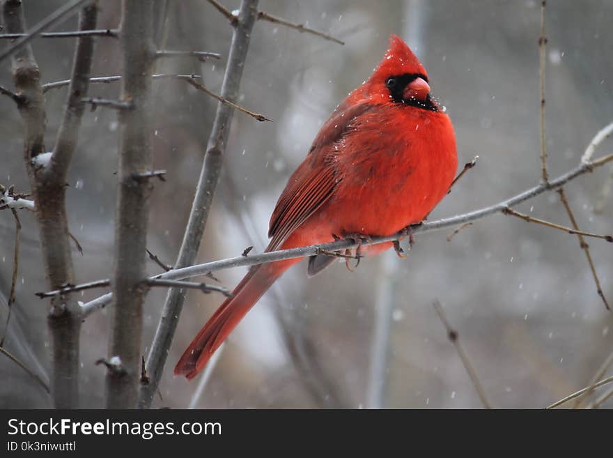 Red Cardinal Bird on Tree Branch