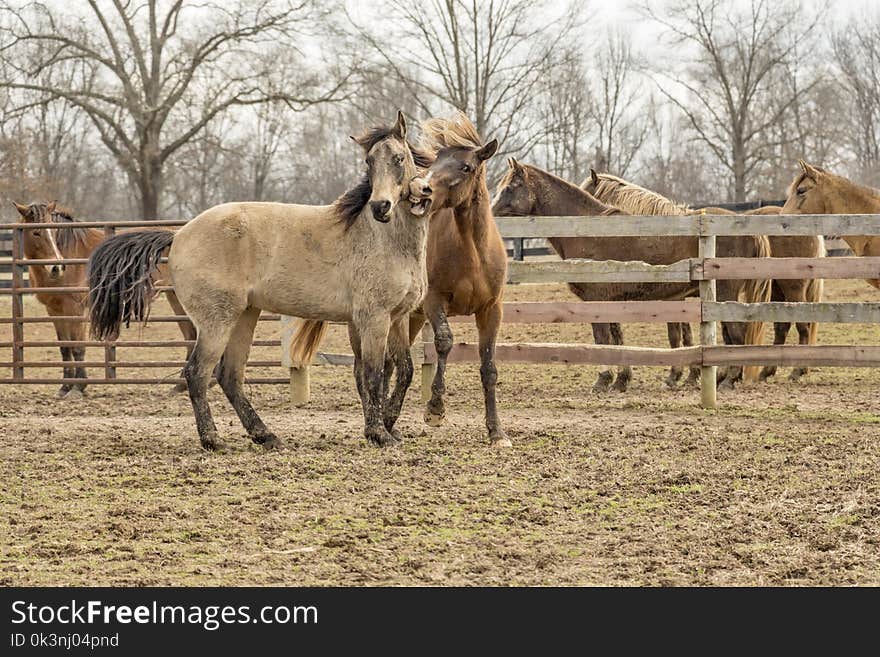 Two Brown Horses Beside Wooden Fencee