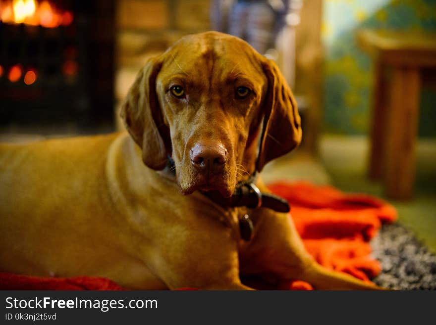 Short-coated Brown Dog in Selective-focus Photography