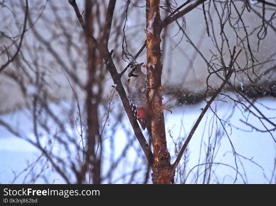 Grey and Orange Bird on a Branch Closeup Photography