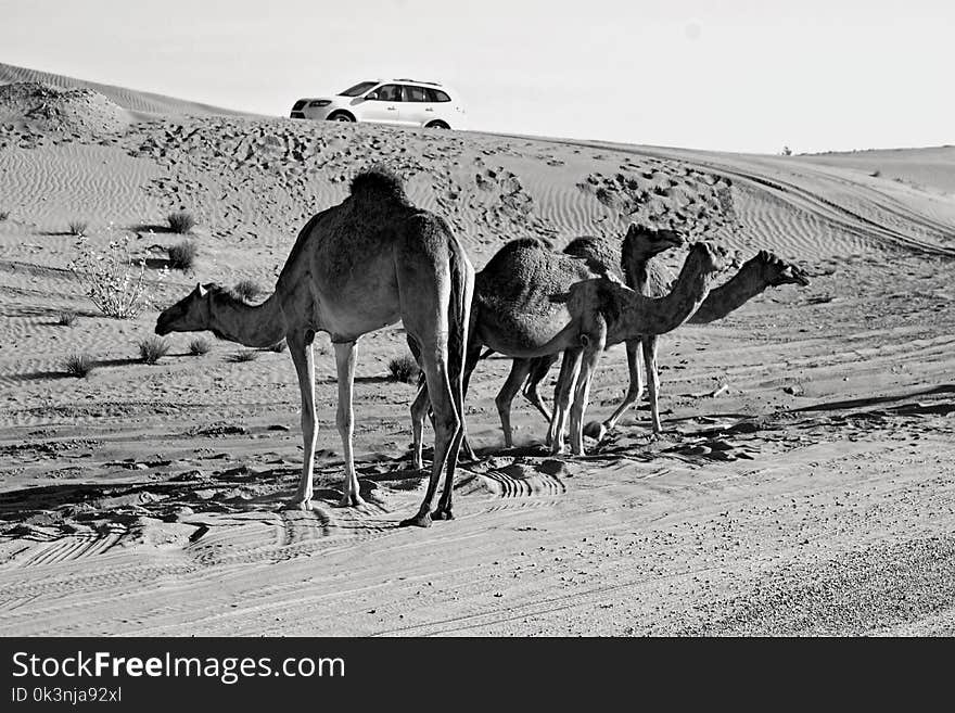 Grey Scale Photography of Three Camels on Desert