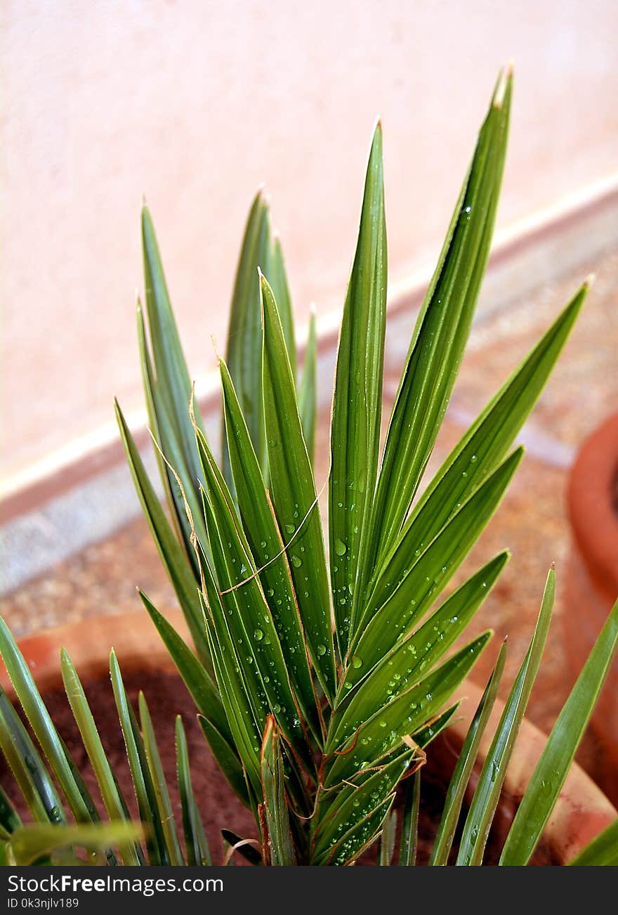 Green Leaf Palm Plant