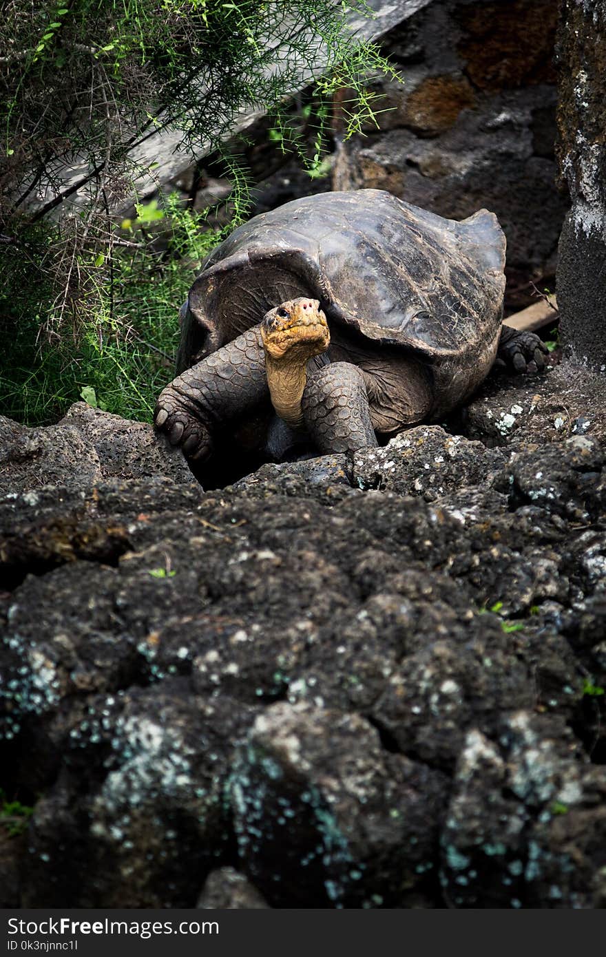 Tortoise on Rock