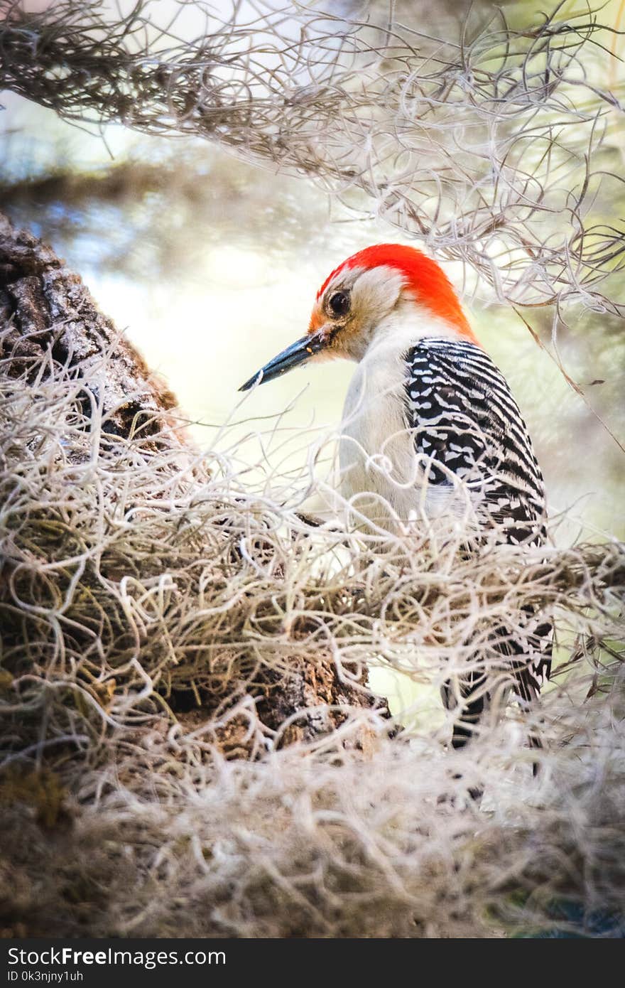 Focus Photography of Northern Flicker