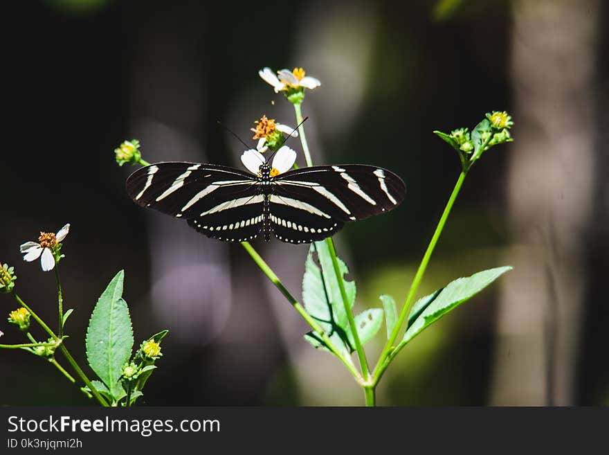 Zebra Longwing Butterfly on Green Leaf Plant