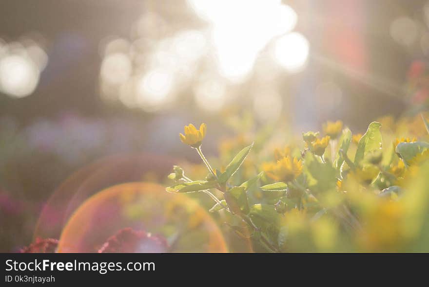 Yellow Flowers