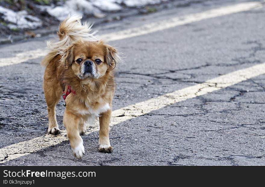 Adult Tan Tibetan Spaniel Standing on Road