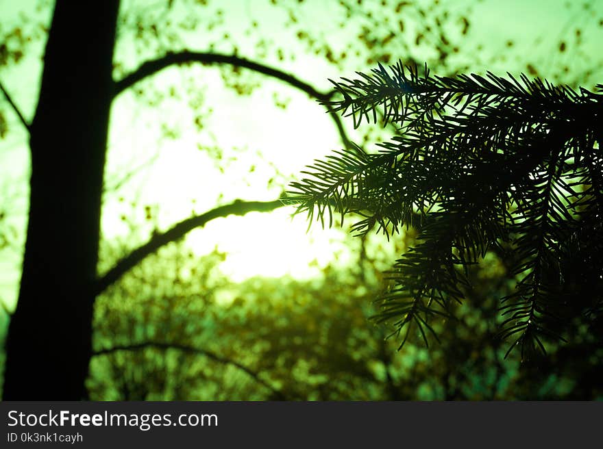 Silhouette of Tree Leaf on Green Background