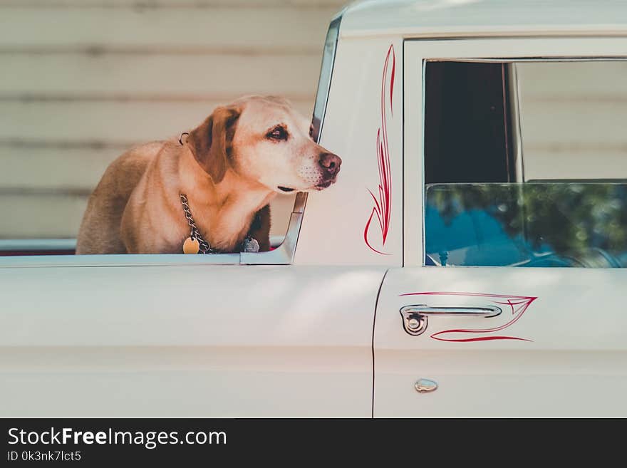 Adult Yellow Labrador Retriever at the Back of Pickup Truck