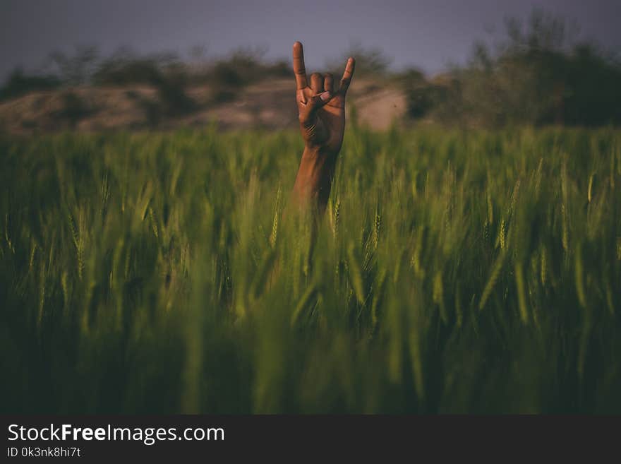 Shallow Focus Photography of Person Hand