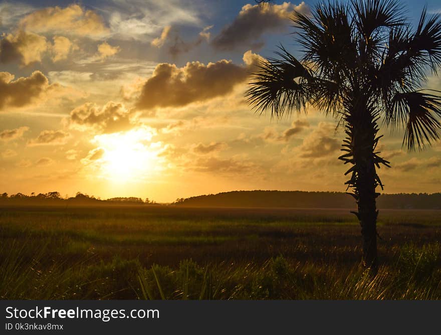 Silhouette of Tree During Sunset