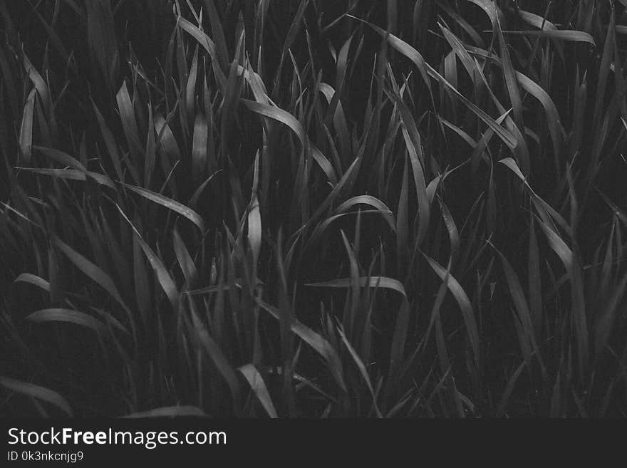 Grayscale Photography of Grass