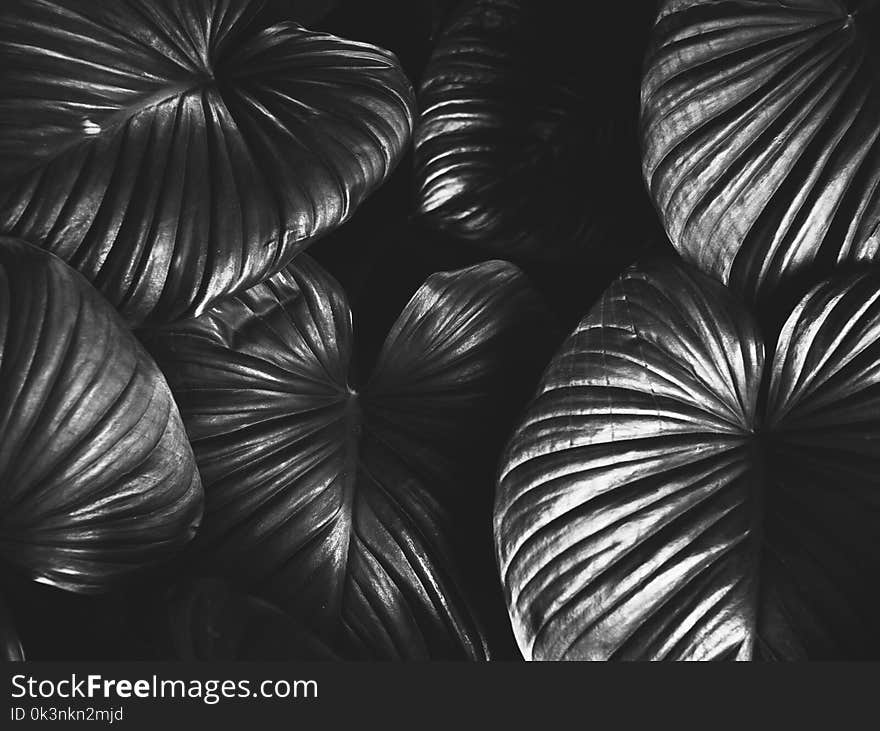 Monochrome Photography of Leaves