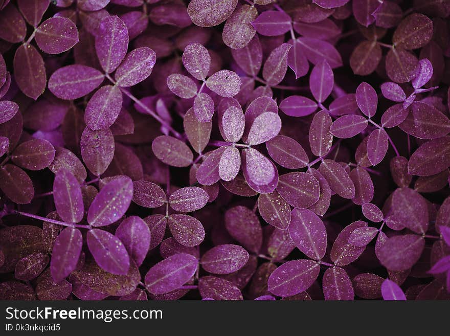 Photo of Purple Plant