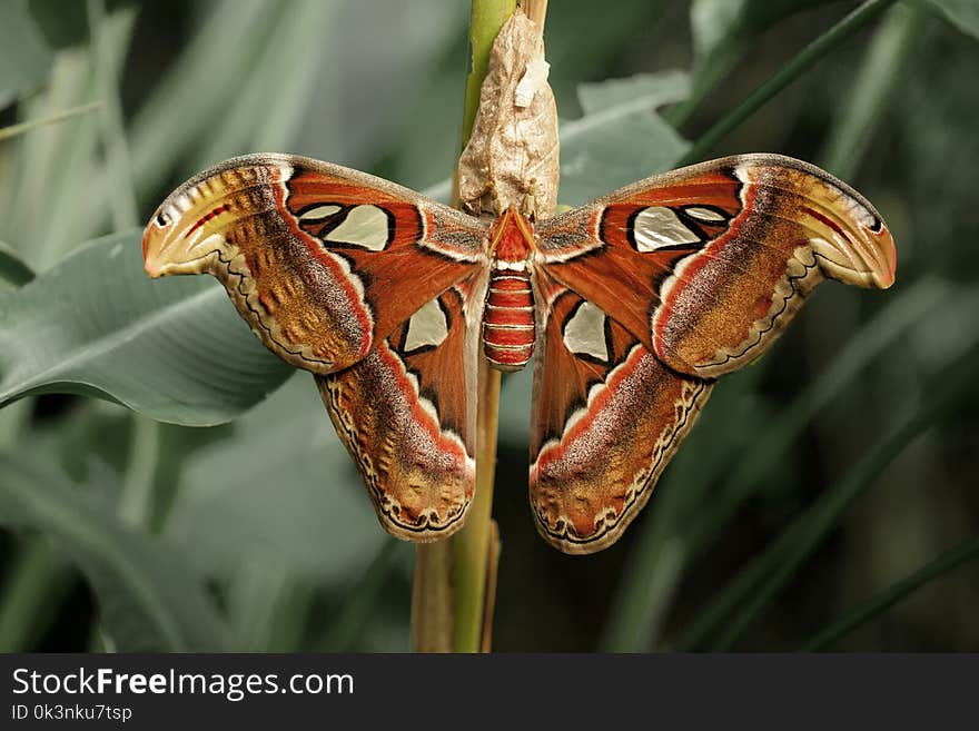 Close-up Photography of Atlas Moth