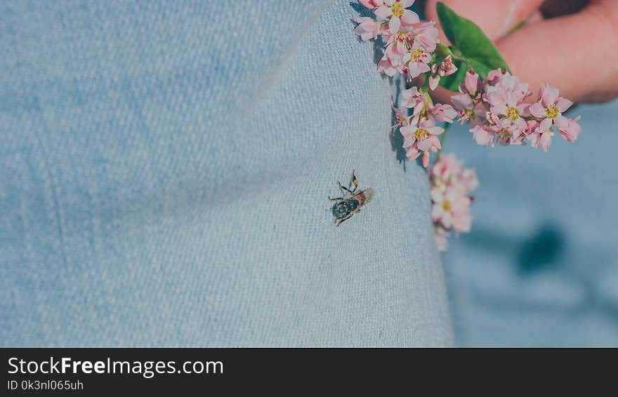 Black Housefly on Person&#x27;s Jeans