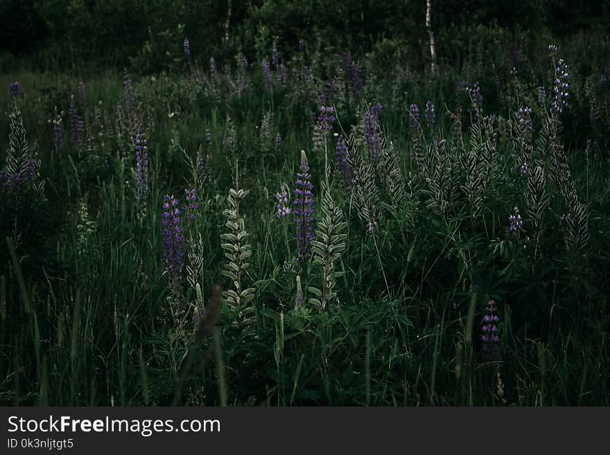 Photograph of Grass and Lavenders